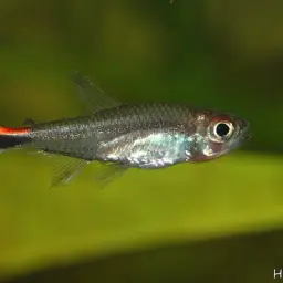 White Star Tetra, photo 3