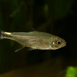 White Star Tetra, photo 4