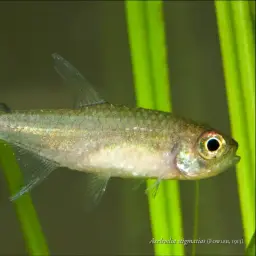 White Star Tetra, photo 5