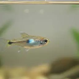 White Star Tetra