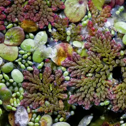 Mosquito Fern / Fairy Moss (Azolla caroliniana)