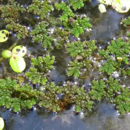 Mosquito Fern / Fairy Moss (Azolla caroliniana), photo 2