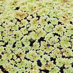 Mosquito Fern / Fairy Moss (Azolla caroliniana), photo 3