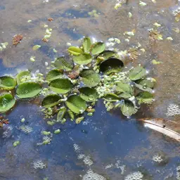 Mosquito Fern / Fairy Moss (Azolla caroliniana), photo 4