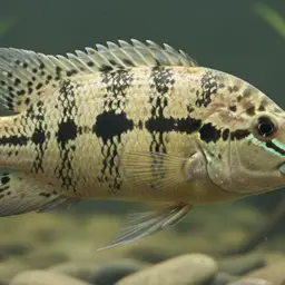 Jaguar Cichlid, photo 12