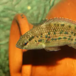 Assam Badis, photo 2