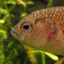 Assam Badis, photo 3