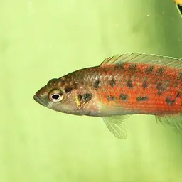 Assam Badis