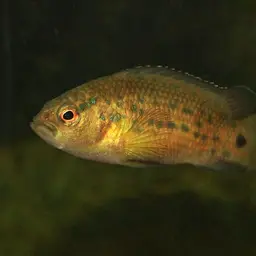 Assam Badis, photo 4