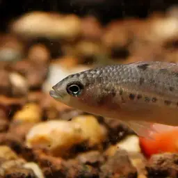 Assam Badis, photo 5