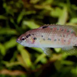 Assam Badis, photo 6