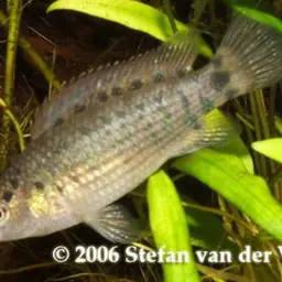Assam Badis, photo 7