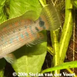 Assam Badis, photo 8
