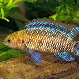 Blue Perch