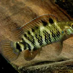 Blue Perch, photo 2