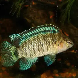 Blue Perch, photo 3