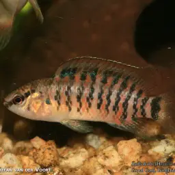 Blue Perch, photo 4