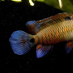 Blue Perch, photo 5