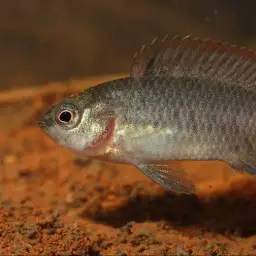 Blue Perch, photo 6