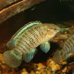 Blue Perch, photo 7