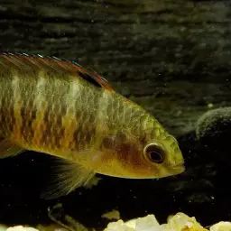 Blue Perch, photo 8
