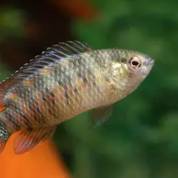 Blue Perch, photo 9