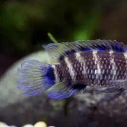 Blue Perch, photo 10