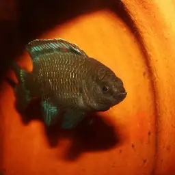 Blue Perch, photo 11
