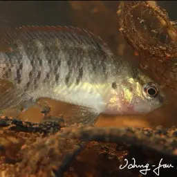 Blue Perch, photo 12