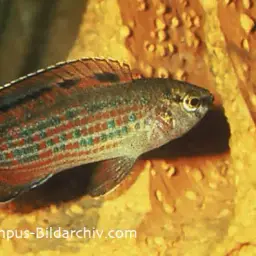 Red Badis, photo 2