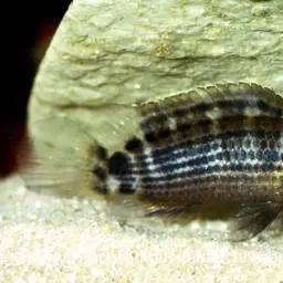 Red Badis, photo 3