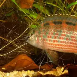 Red Badis, photo 4