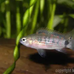 Red Badis, photo 5