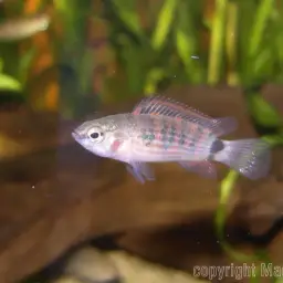 Red Badis, photo 6