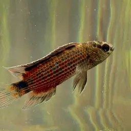 Red Badis