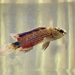 Red Badis, photo 7