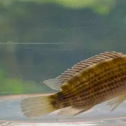 Red Badis, photo 8