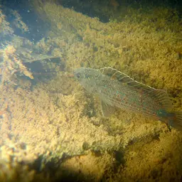 Red Badis, photo 9