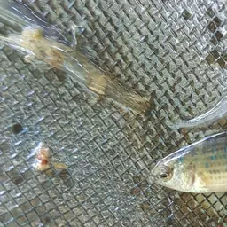 Red Badis, photo 10