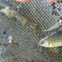 Red Badis, photo 11
