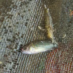 Red Badis, photo 12