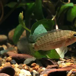 Siamese Badis, photo 2