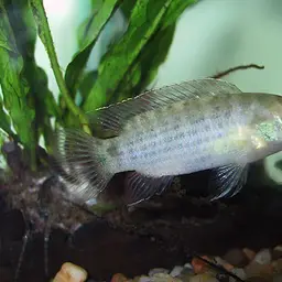 Siamese Badis, photo 1