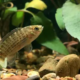 Siamese Badis, photo 4
