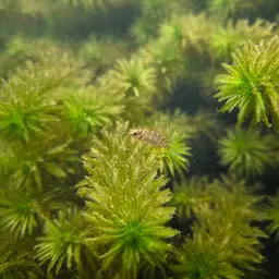 Siamese Badis, photo 5