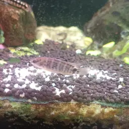 Siamese Badis, photo 6
