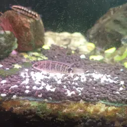 Siamese Badis, photo 7