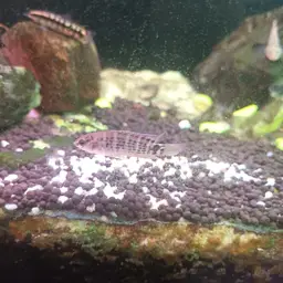 Siamese Badis, photo 8