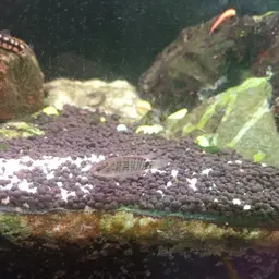 Siamese Badis, photo 9
