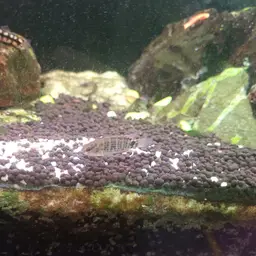 Siamese Badis, photo 10